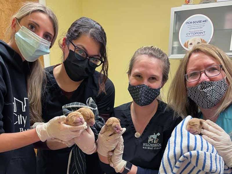 Veterinary Jobs in Fairfield
