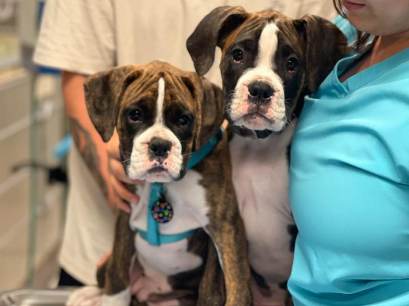 Frequently Asked Questions for Veterinarians