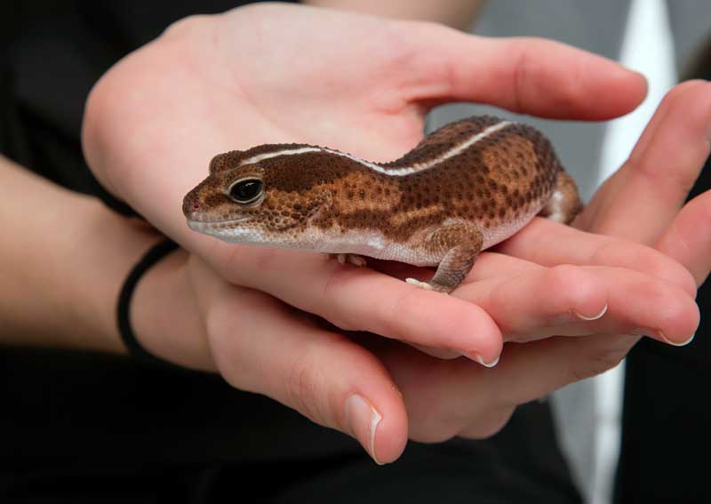 Carousel Slide 5: Reptile veteriarians