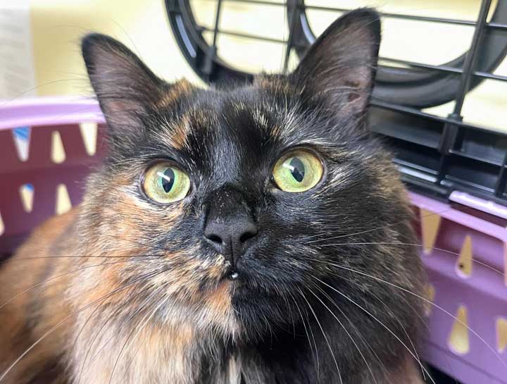 Preventive Care for Cats