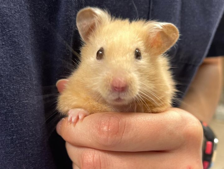 $City Small Animal Hospital